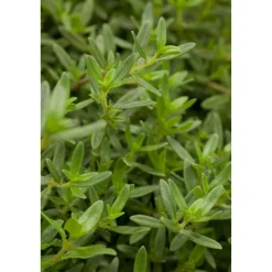 Bohnenkraut, 14 cm Topf