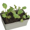 Broccoli 6er-Schale