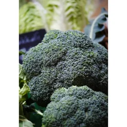 Broccoli 6er-Schale