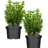 Buchsbaum, 13 cm Topf, 2er-Set