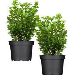 Buchsbaum, 13 cm Topf, 2er-Set
