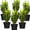 Buchsbaum 6er-Set, 9 cm Topf