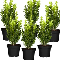 Buchsbaum 6er-Set, 9 cm Topf
