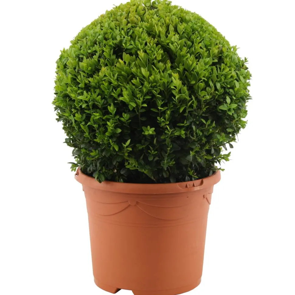 Buchsbaum-Kugel Ø 28 cm, 21 cm Topf