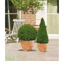 Buchsbaum-Pyramide 70 cm, 23 cm Topf