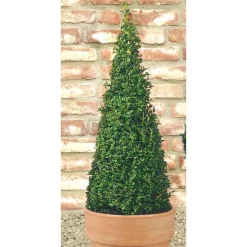 Buchsbaum-Pyramide 70 cm, 23 cm Topf