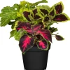 Buntnessel Trio 12 cm Topf