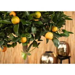 Calamondin-Orange 14 cm Topf