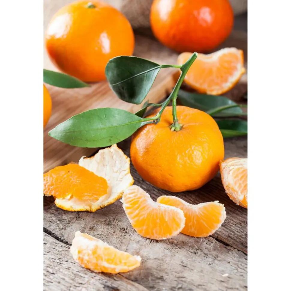 Calamondin-Orange am Spalier 12 cm Topf