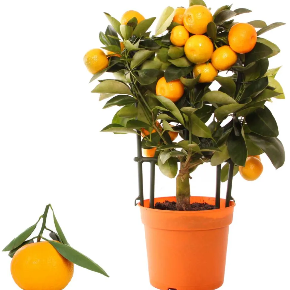 Calamondin-Orange am Spalier 12 cm Topf