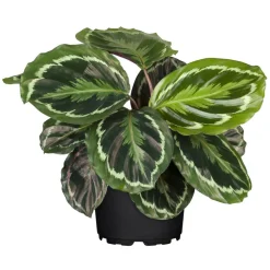 Calathea verschiedene Sorten 14 cm Topf