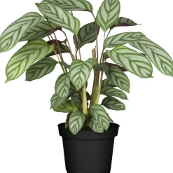 Calathea verschiedene Sorten 14 cm Topf