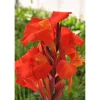 Canna indica 'Pretoria' orange 11 x 11 cm Topf, 2er-Set