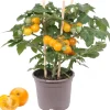 Cherrytomate mit Früchten, gelb, 14 cm Topf