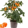 Cherrytomate mit Früchten, orange, 14 cm Topf