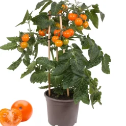 Cherrytomate mit Früchten, orange, 14 cm Topf