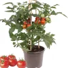 Cherrytomate mit Früchten, rot, 14 cm Topf
