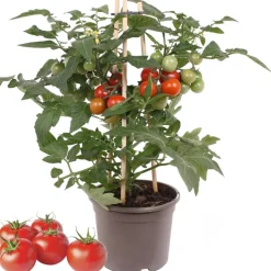 Cherrytomate mit Früchten, rot, 14 cm Topf