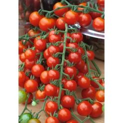 Cherrytomate veredelt 'Plum Mini Red' 12 cm Topf