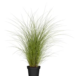Chinaschilf 'Gracillimus', 23 cm Topf