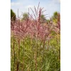Chinaschilf 'In Sorten', 19 cm Topf