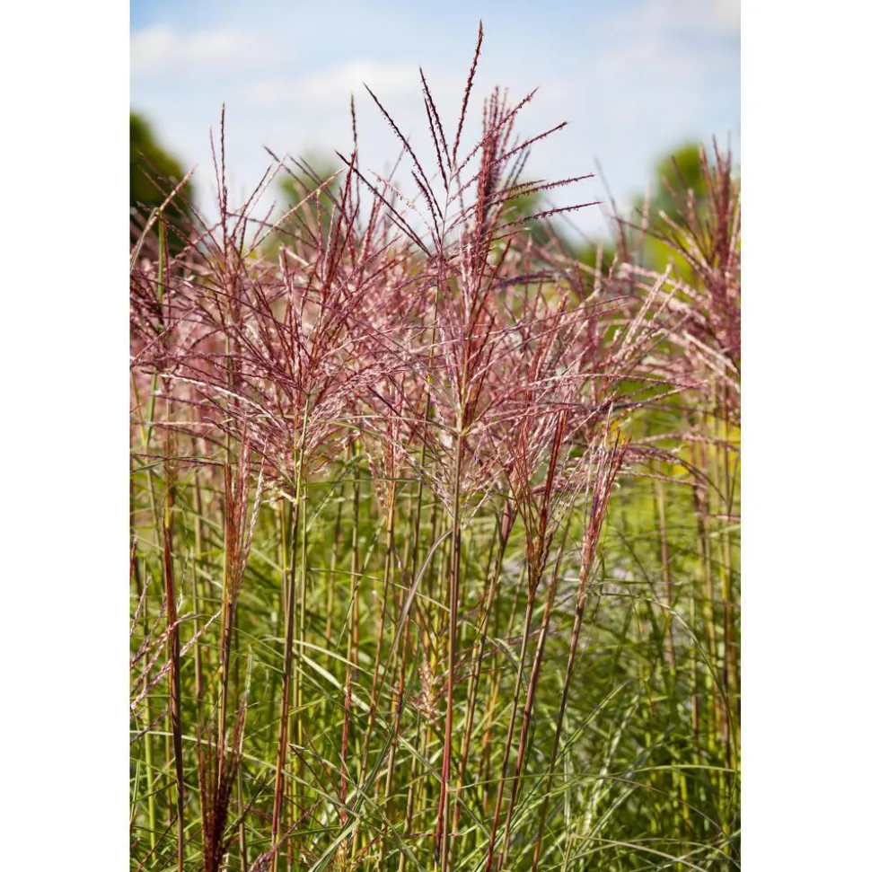 Chinaschilf 'In Sorten', 19 cm Topf