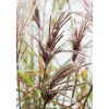 Chinaschilf 'Malepartus' 19 cm Topf