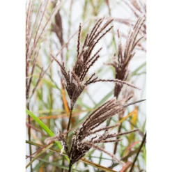 Chinaschilf 'Malepartus' 19 cm Topf