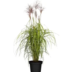 Chinaschilf 'Malepartus' 19 cm Topf