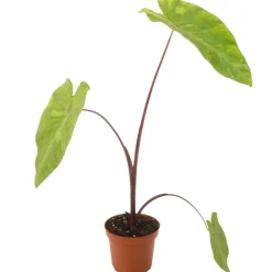 Colocasia 'Lemon Lime Gecko' 12 cm Topf