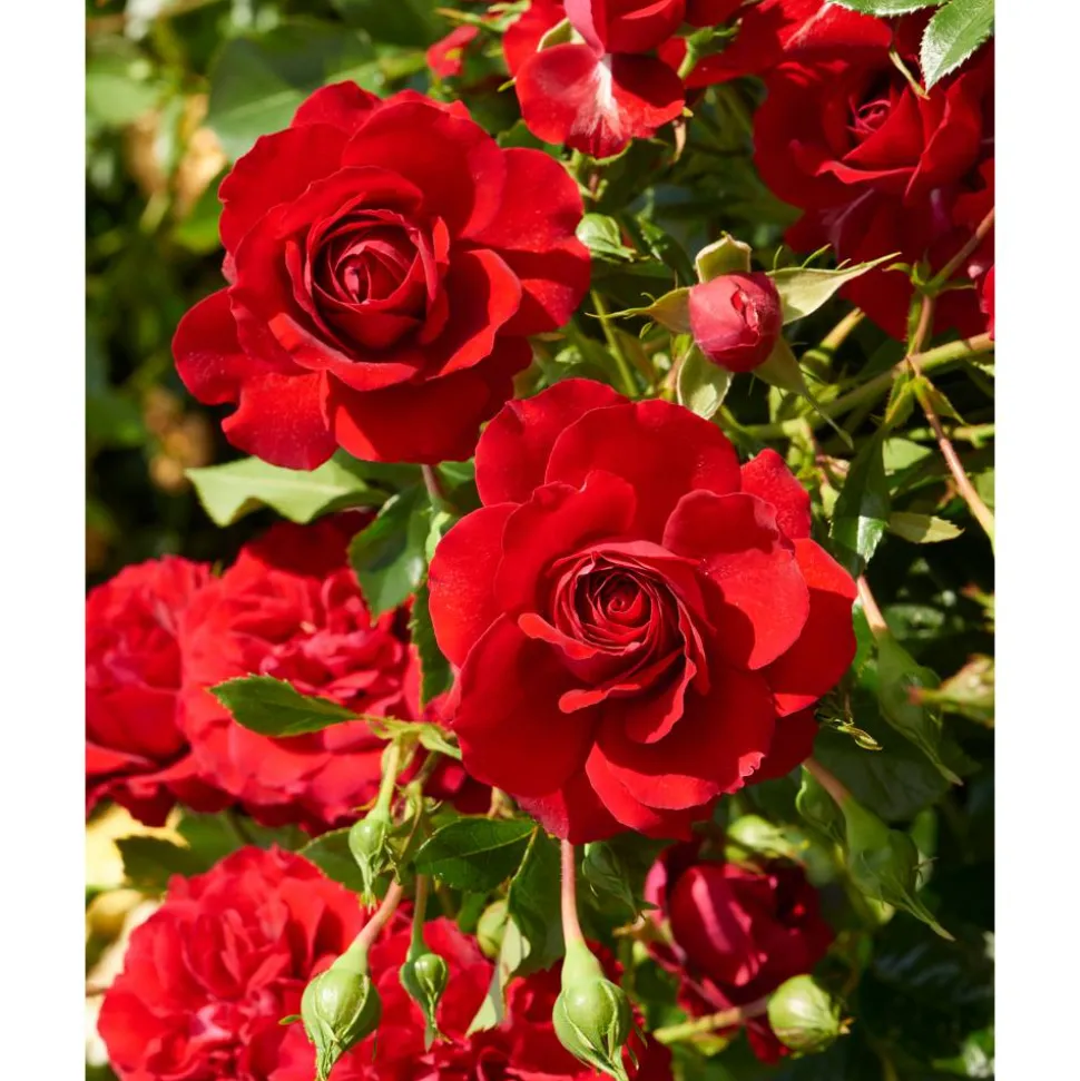 Courtyard Kletterrosen 'Götterfunken™ Courtyard Poulcy014', 21 cm Topf dreigestäbt