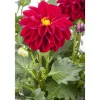 Dahlie 'Rot', 13 cm Topf, 2er-Set