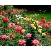 Duft- und Malerrose verschiedene Farben 24 cm Topf