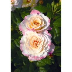 Duftrose verschiedene Farben 21 cm Topf