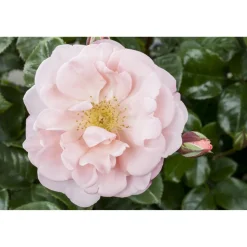 Duftrose verschiedene Farben 21 cm Topf