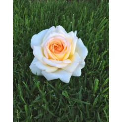 Duftrosen 'Anastasia', 21 cm Topf