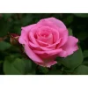Duftrosen 'Beverly', 21 cm Topf
