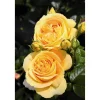Duftrosen 'Candlelight', 21 cm Topf