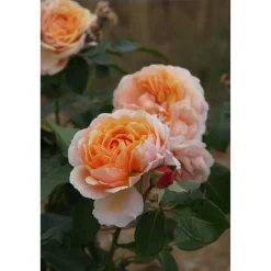 Duftrosen 'Parfum d´Orleans', 21 cm Topf