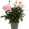 Duftrosen 'RosAroma®' 10,5 cm Topf