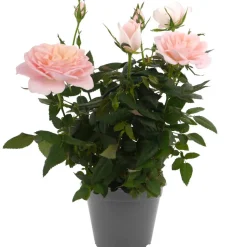 Duftrosen 'RosAroma®' 10,5 cm Topf