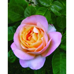 Duftrosen 'Isabelle Autissier', 21 cm Topf