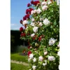 Edel-/Beet- und Kletterrosen Mix verschiedene Sorten 14 cm Topf