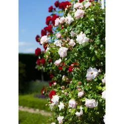 Edel-/Beet- und Kletterrosen Mix verschiedene Sorten 14 cm Topf