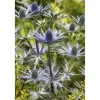 Edeldistel, 9 cm Topf, 3er-Set