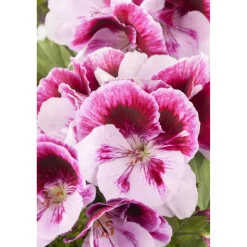 Edelgeranie, 12 cm Topf