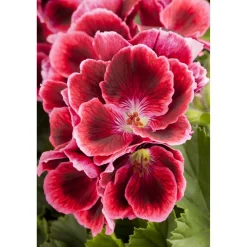 Edelgeranie, 12 cm Topf