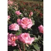 Edelrose 'Ashley®' 21 cm Topf
