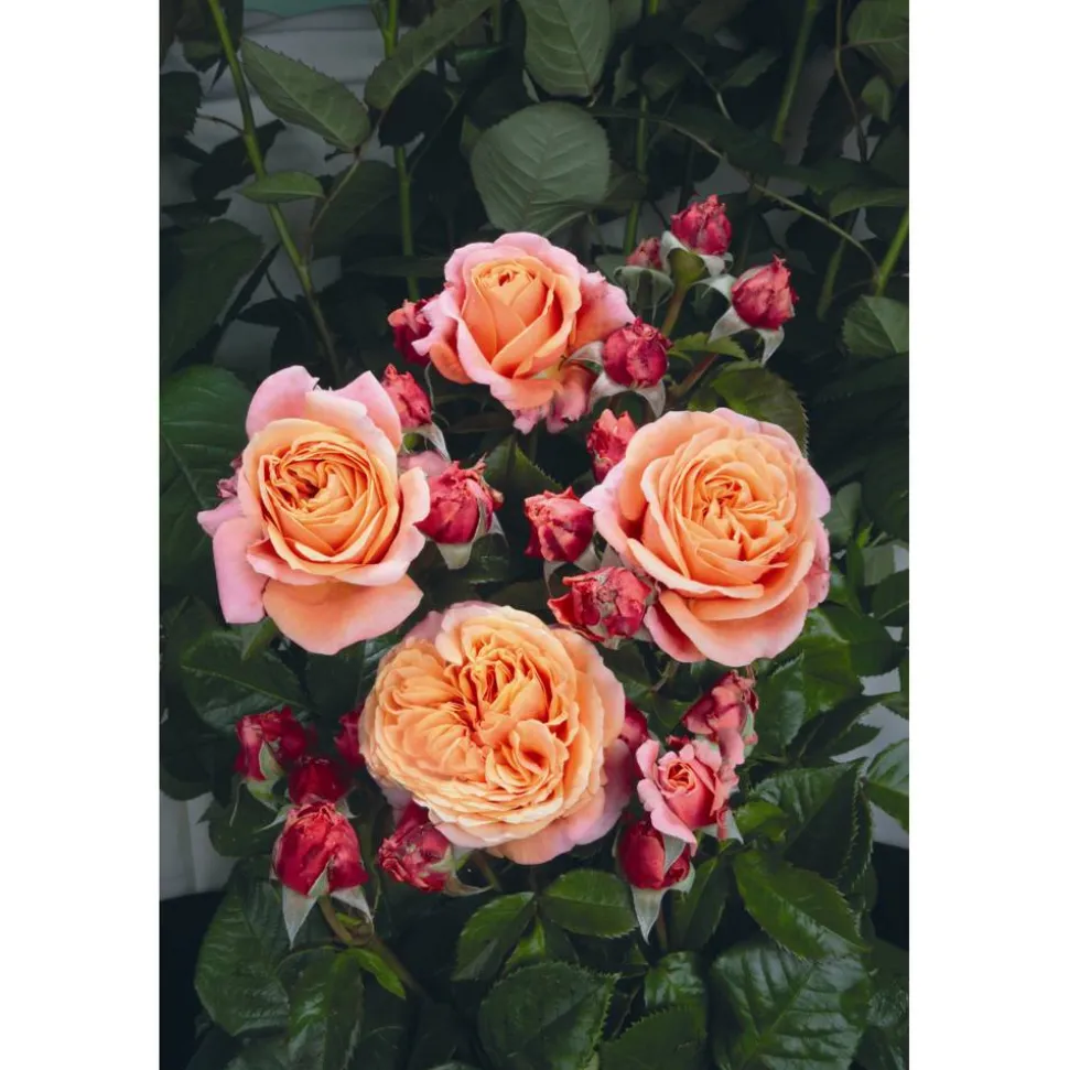 Edelrose 'Mary Ann', 21 cm Topf dreigestäbt