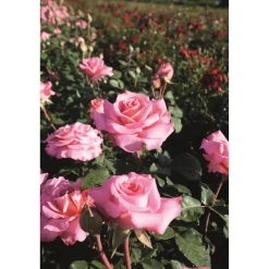 Edelrose Mix 21 cm Topf